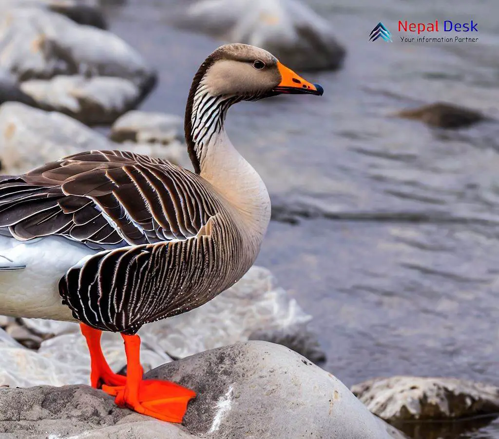 Taiga Bean Goose The Tundra Traveler of Winter Skies Nepal Desk